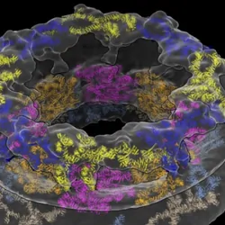 A model of the human nuclear pore complex (NPC), depicting the major proteins that make up the pore’s three rings. From top to bottom: the Cytoplasmic Ring is blue and yellow; the Inner Ring is orange and pink; and the Nucleoplasmic Ring is light blue and gold.