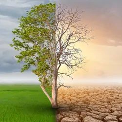 Image of a tree, one halth living the other half dead