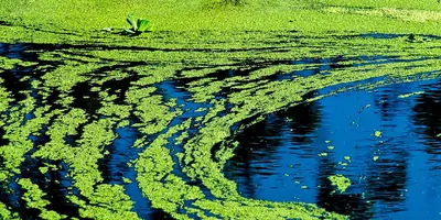 Image of blue-green algae on a lake