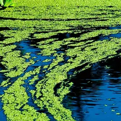 Image of blue-green algae on a lake