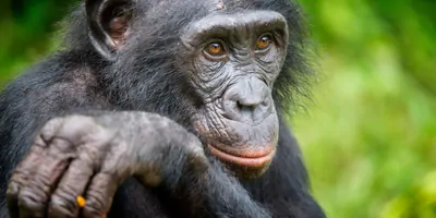 Image of a Bonobo