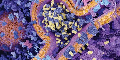 The inner workings of a cell membrane in purple, orange, yellow, blue, and pink to illustrate bioreactors.