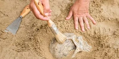 Archeologist excavating a human skull