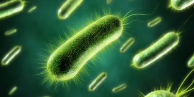 Image of a group of bacteria