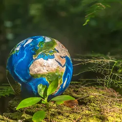 a globe resting in a forest