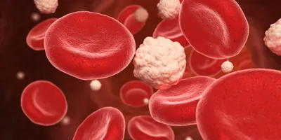 Computer image of white fat with blood cells