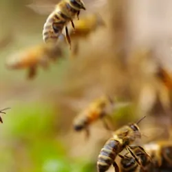 image of honey bees returning to the hive