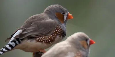 Two zebra finches, one male one female