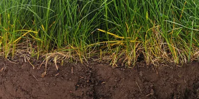 A bisection of grass where it meets the ground