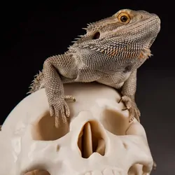 A bearded dragon basking on a fake human skull on a black background