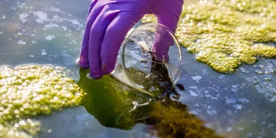 A gloved hand holding a beaker dipping it in lake water