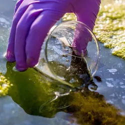 A gloved hand holding a beaker dipping it in lake water