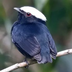 White-crowned Manakin on a branch in the forest
