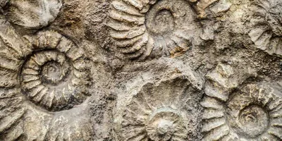 Nautilus fossils