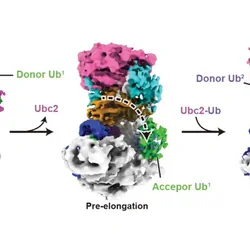 Bakers yeast protein creating a polymer on a white background