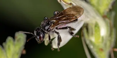 Image of a black stingless bee on a plant leaf