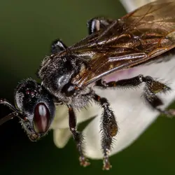 Image of a black stingless bee on a plant leaf