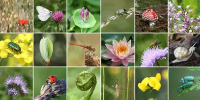 collage showing different plants and animals