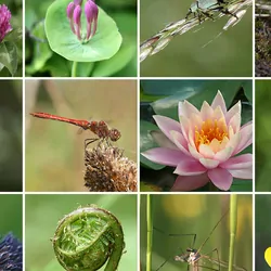 collage showing different plants and animals