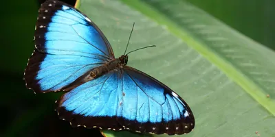 a Blue winged morpho butterfly resting on a green leaf