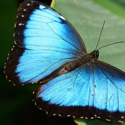 a Blue winged morpho butterfly resting on a green leaf