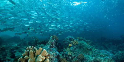 Image of the ocean floor with a school of fish swimming past