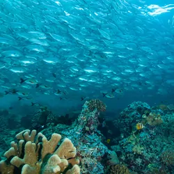 Image of the ocean floor with a school of fish swimming past