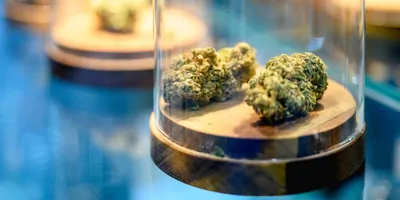 Cannabis in glass jars