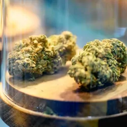 Cannabis in glass jars