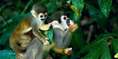 Monkeys in the amazon rain forest