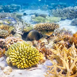 Image of several patch reefs underwater
