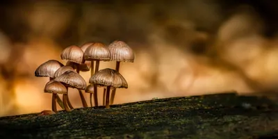 Fungi growing on a tree in a forest