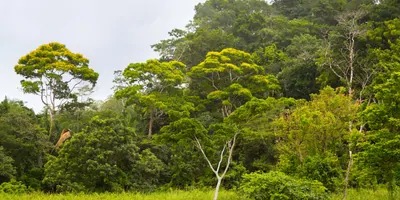 A tropical forest regrowing into a clearing