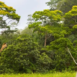 A tropical forest regrowing into a clearing