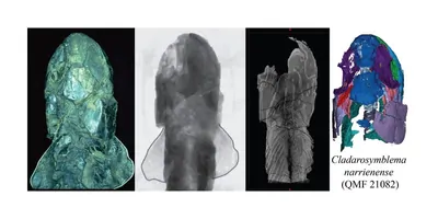 Images of a fish fossil, focused on the cranium