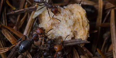 Three ants moving a bread crumb to their nest