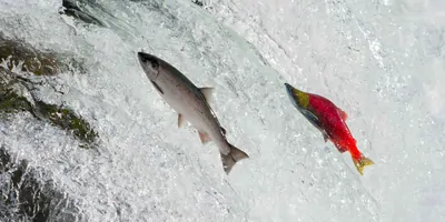 Male and female salmon swiming up rapids