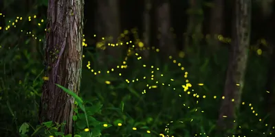 Fireflies in the woods at night