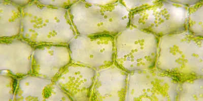 Microscopic image of plant cells