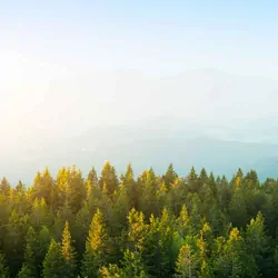 Drone shot flying over a pine forest with mountains in the distance