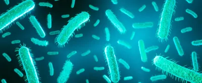 An illustration representing E.coli bacteria