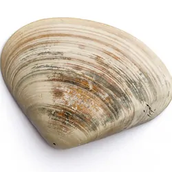 Clam shell on a white background