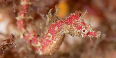 New genus of pipehorse with red coloration in water