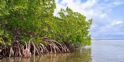 Mangrove forest bordering the ocean