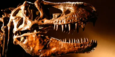 Skull of a T. rex 