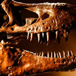 Skull of a T. rex