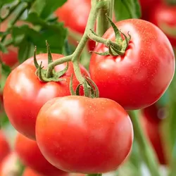 Red tomatoes on the vine.