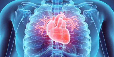 3D image of a human with the heart visible through x-ray imaging