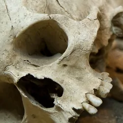 Human skull with mouth open lying on its side in the dirt