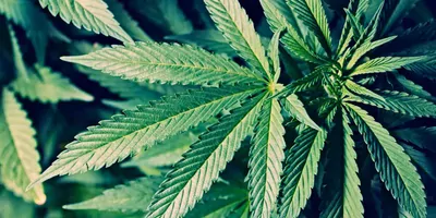 A leaf from a Marijuana plant